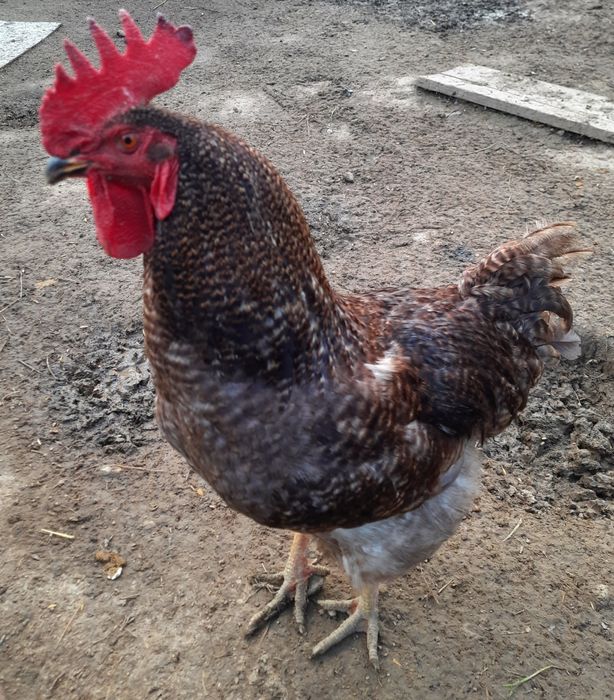 Kogut Dominant Blue koguty dla kur.