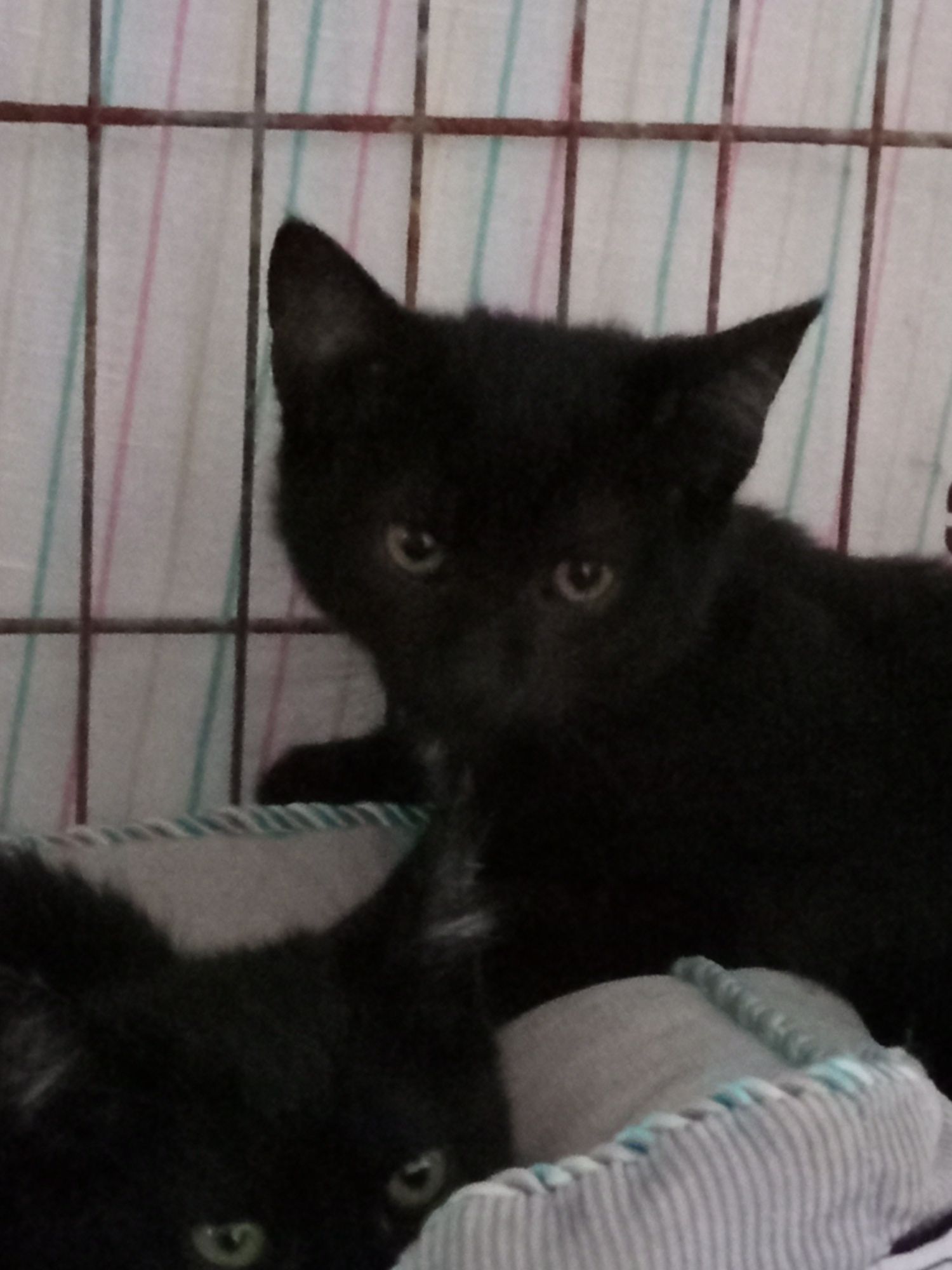 Rozkoszny Irys poleca się do adopcji