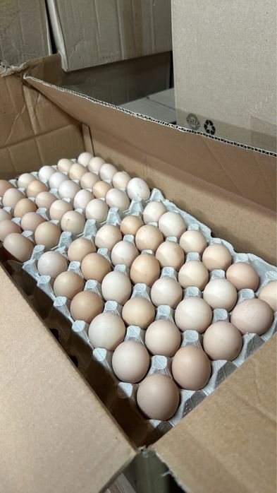 Яйцо столовое крем домашние