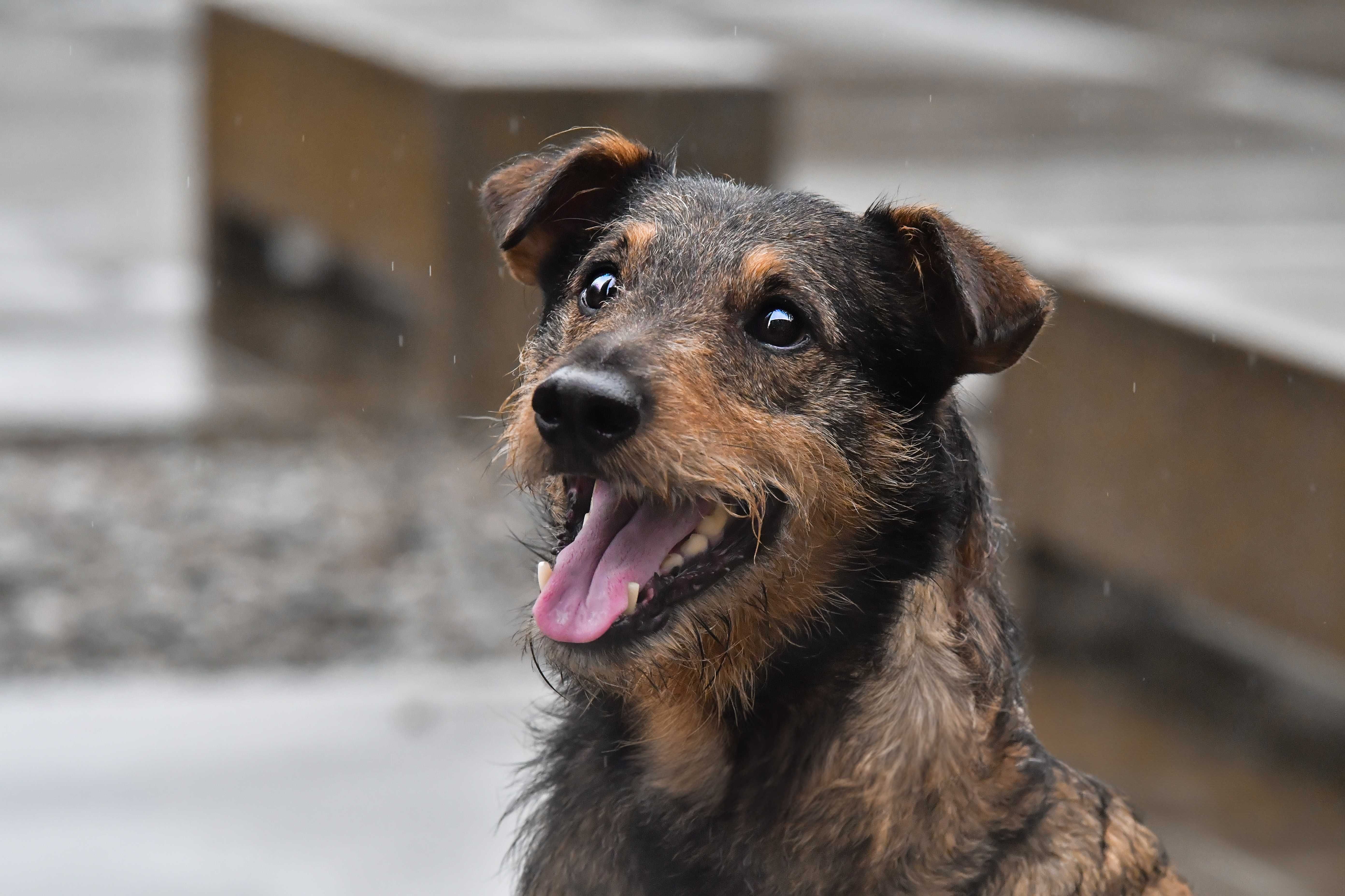 LENIGO - aktywny i charakterny trójłapek poleca się do adopcji