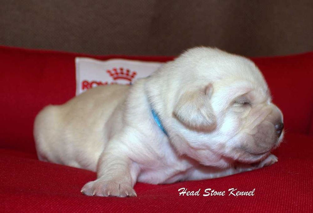 Лабрадор ретривер Щенки