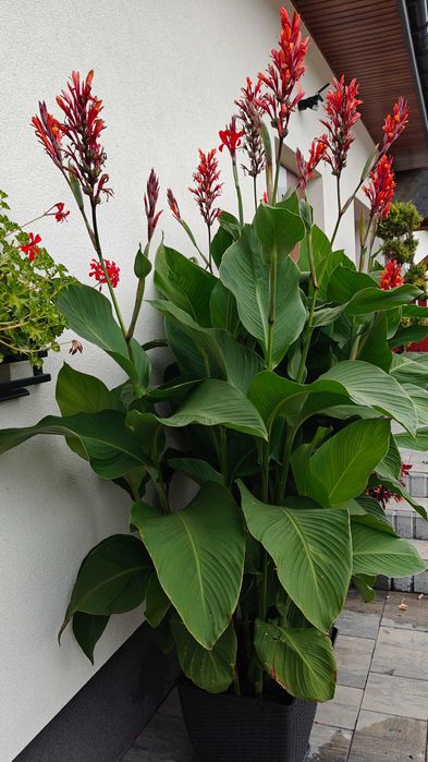 Kanna paciorecznik canna