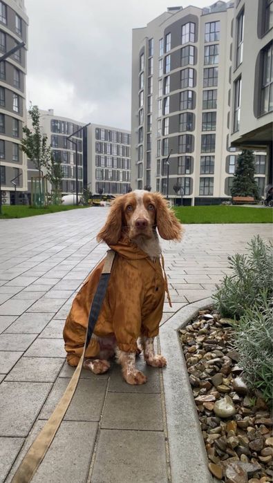 Вигул собак у Львові. Кінолог. Перетримка в готелі без кліток