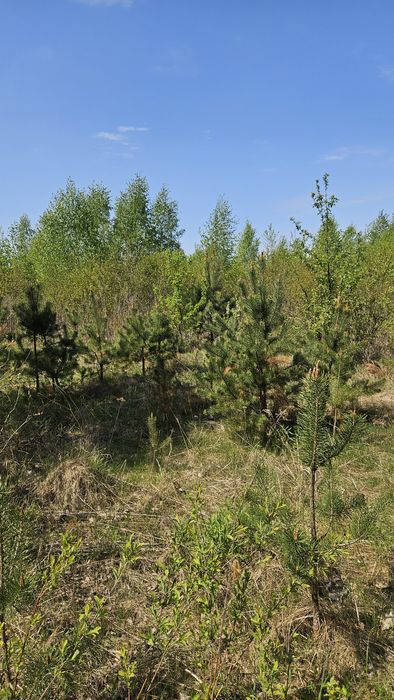 Земельна ділянка 2.4 га