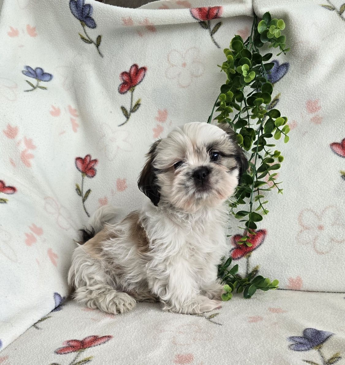 Estupendo Shih tzu/Shitzu, muita Qualidade
