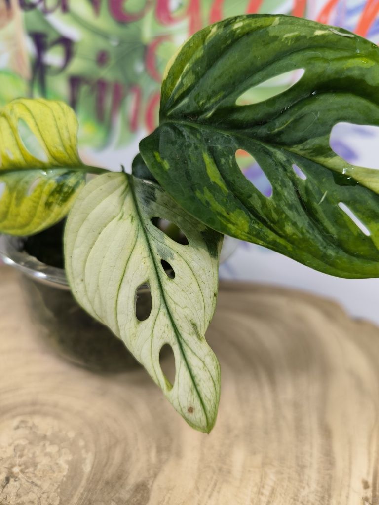 Monstera adansonii variegata aurea monkey mask kolekcjonerska