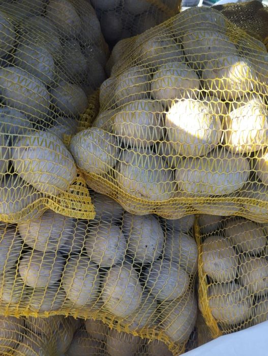 Ziemniaki vineta otolia