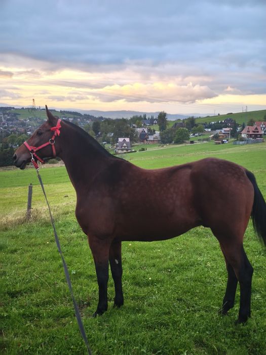 Sprzedam konia małopolski