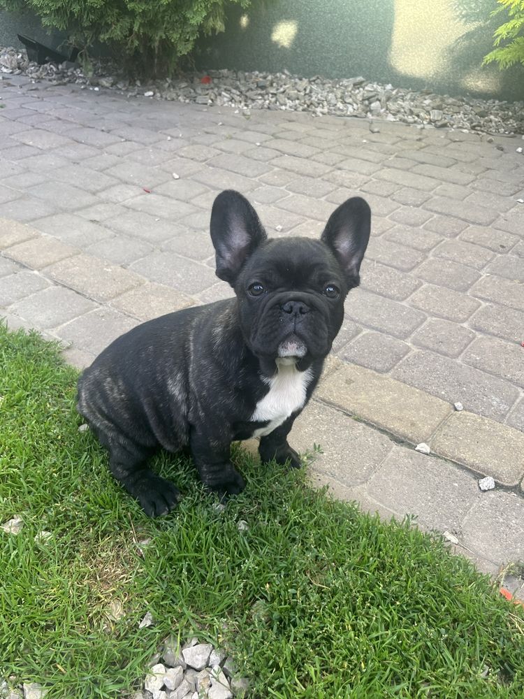 Buldog francuski
