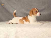 Jack Russell Terrier ZKwP FCI suczka k.włos