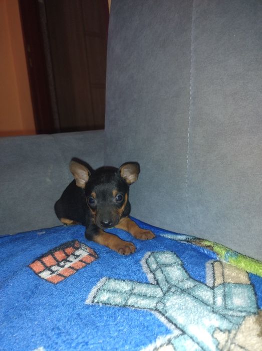 Pinczer  Suczka śliczny miniatura