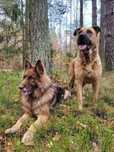 Adoptuj nie kupuj !!  Milan i Majron  do adopcji tylko Razem.