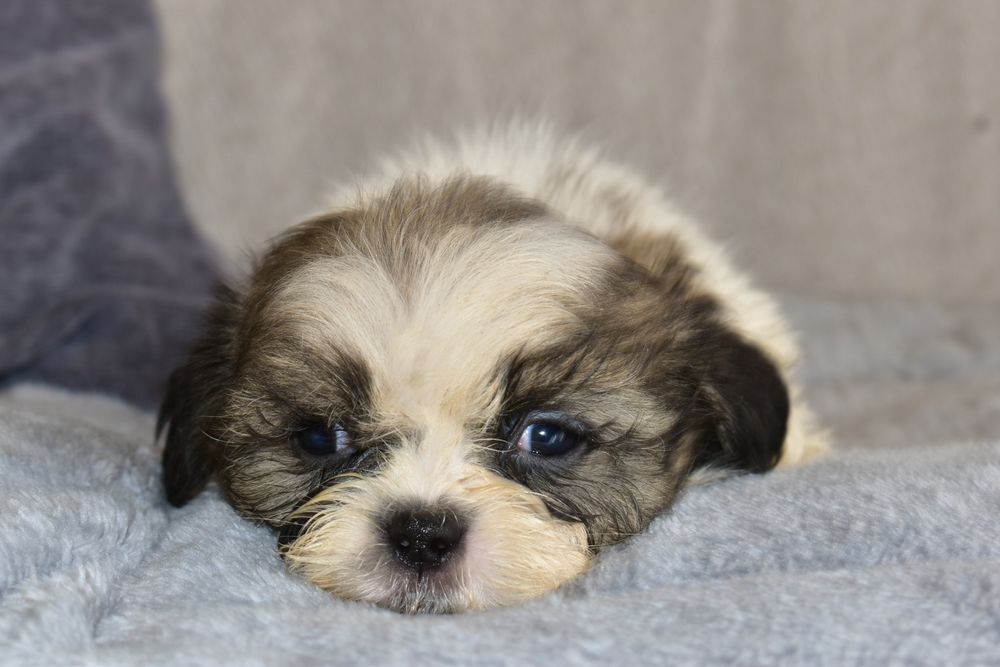 Shih-tzu macho disponível