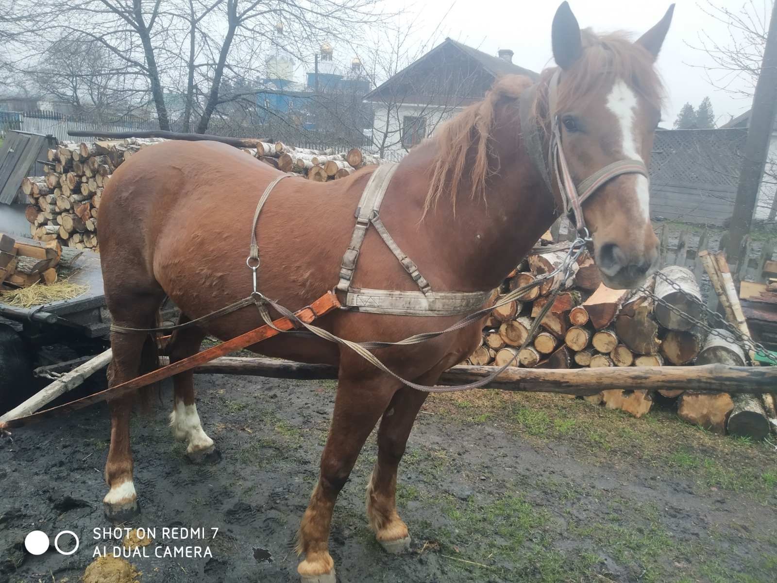 Продам молоду кобилу