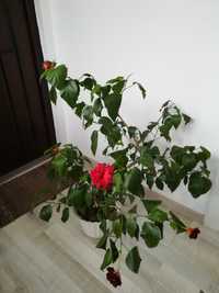 Китайська Роза квітка