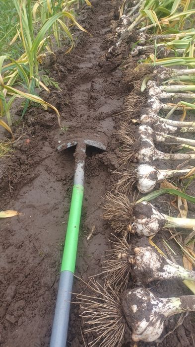 Czosnek słoniowy gigant