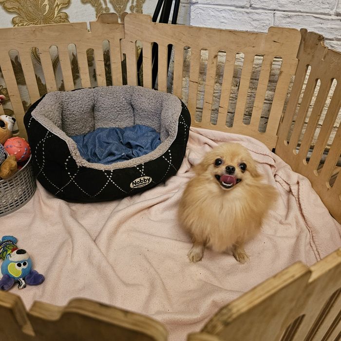 Дівчинка померашка міні 8 міс готова до переїзду