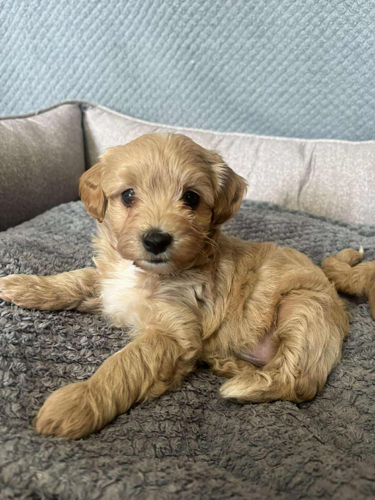 Maltipoo chłopiec gotowy do odbioru