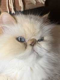 Персидська кішка, шукаємо кота для звʼязки