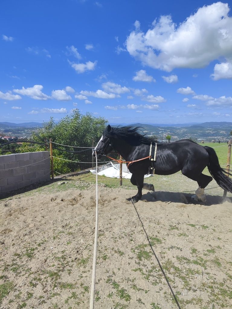 Poldro 4 anos Percheron x Hispano Breton