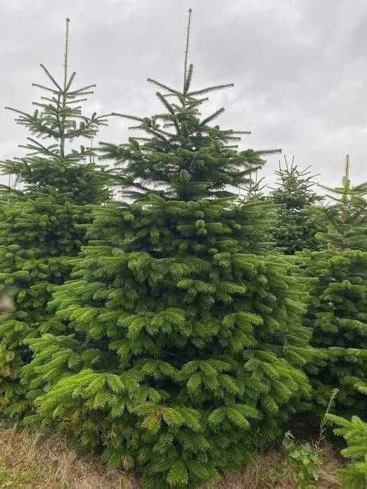 Jodla kaukaska z dostawa do domu! Piekne choinki do twojego domu