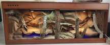 Terrarium pustynne dla agamy brodatej 120x60x60 ( Exotic Leszno )