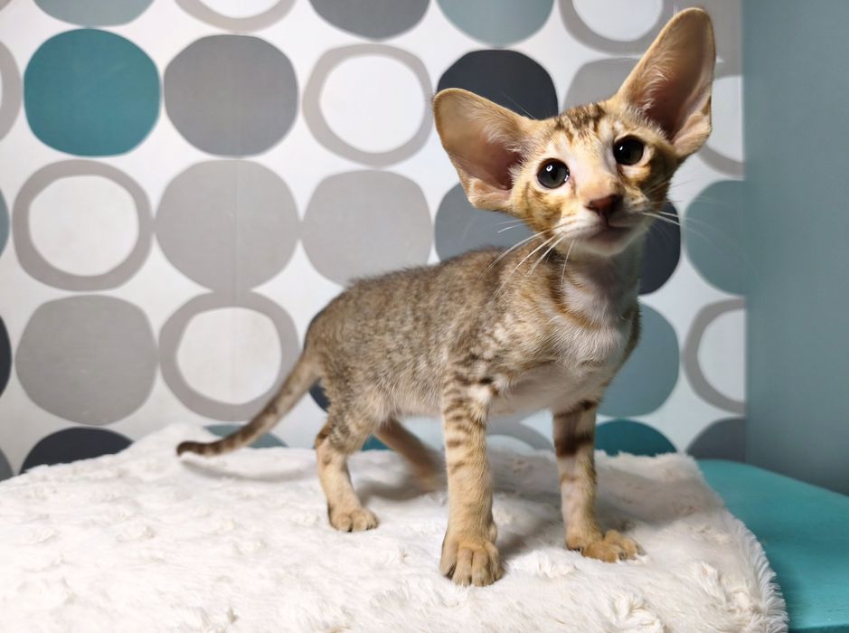 Kotka Orientalna, Rodowód FPL - Djerba