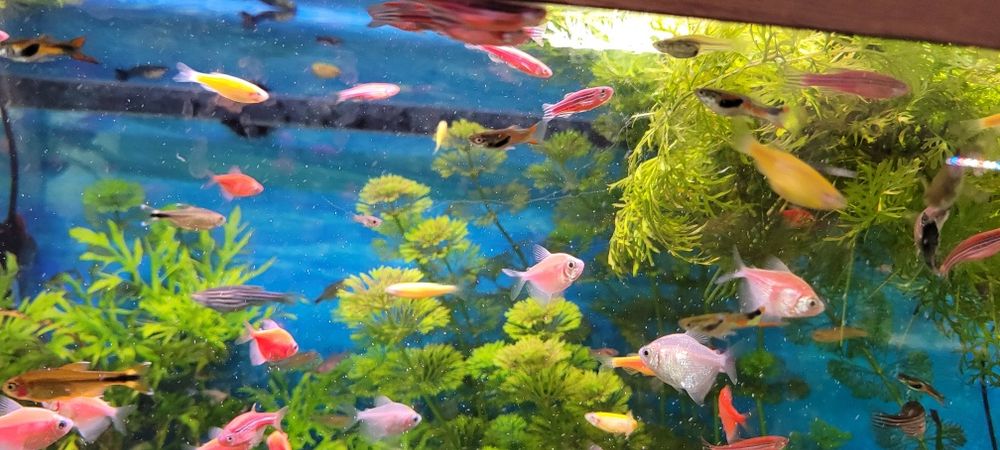 Sprzedam danio pręgowane