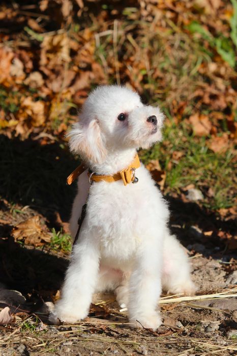 Maltipoo Biały Samiec chłopak Toy pudel