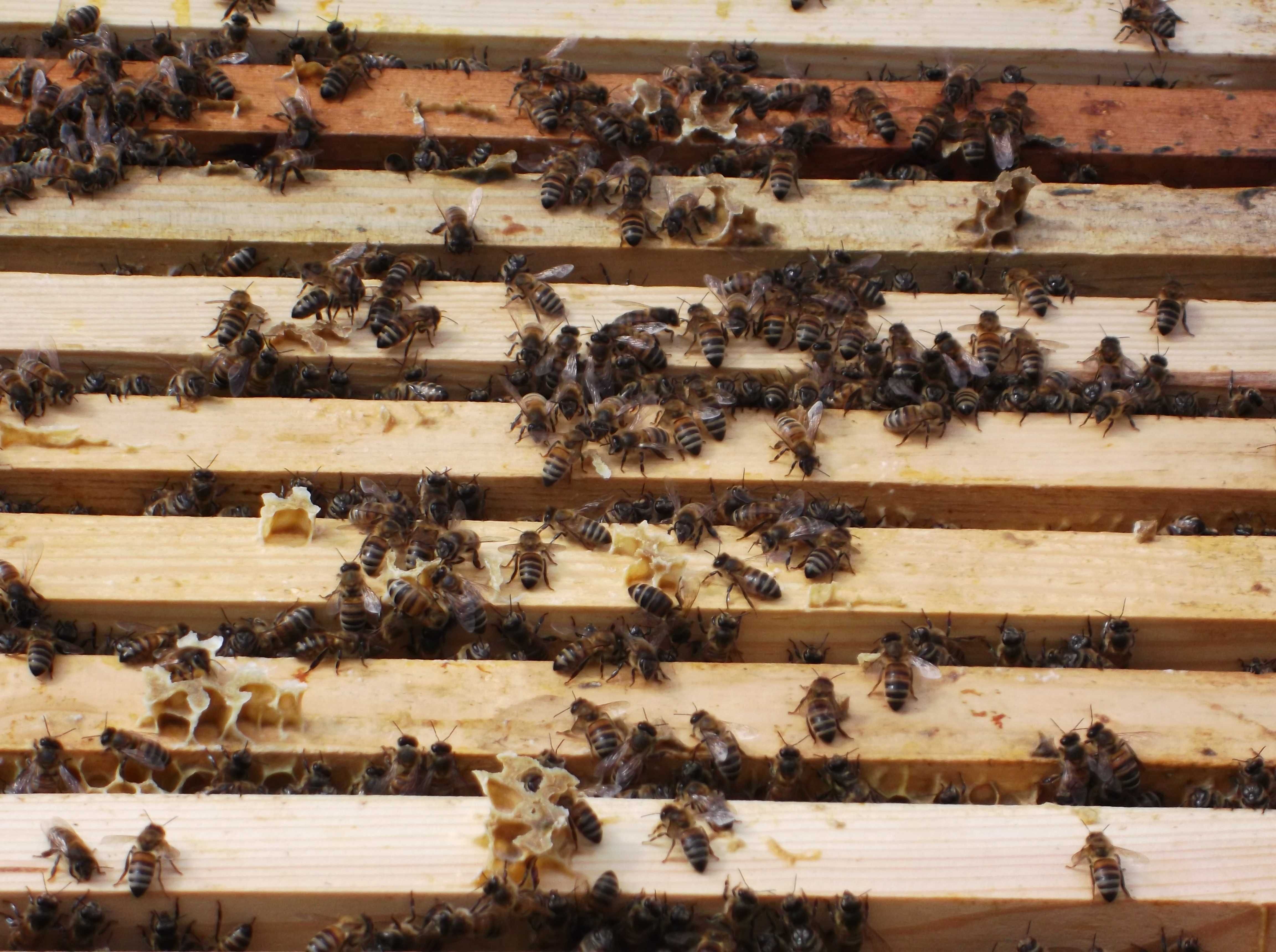 Пчелопакеты ,пчелосемьи ,пчеломатки , Бакфаст