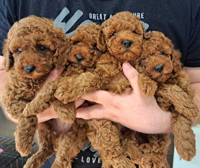 Щенки породы той пудель