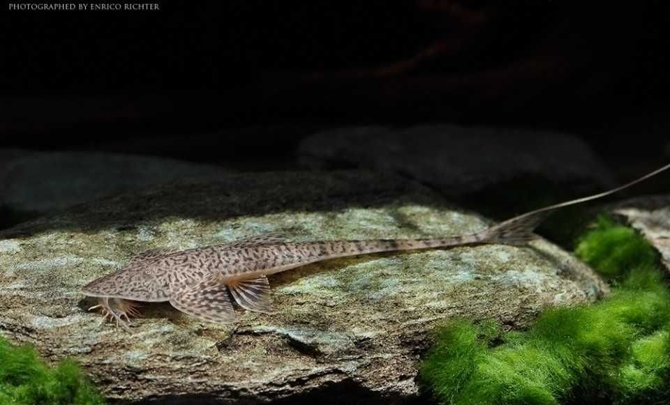 Pseudohemiodon sp. Peru - ODŁÓW - WF - Zbrojnik - Glonojad - dowóz