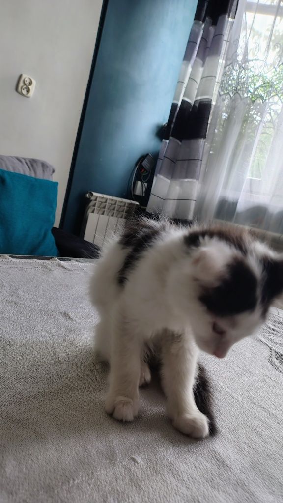 Oddam kotki  zdrowe odrobaczone