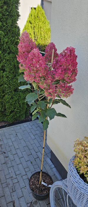 Гортензія на штамбі, штамбова гортензія волотиста,  штамб