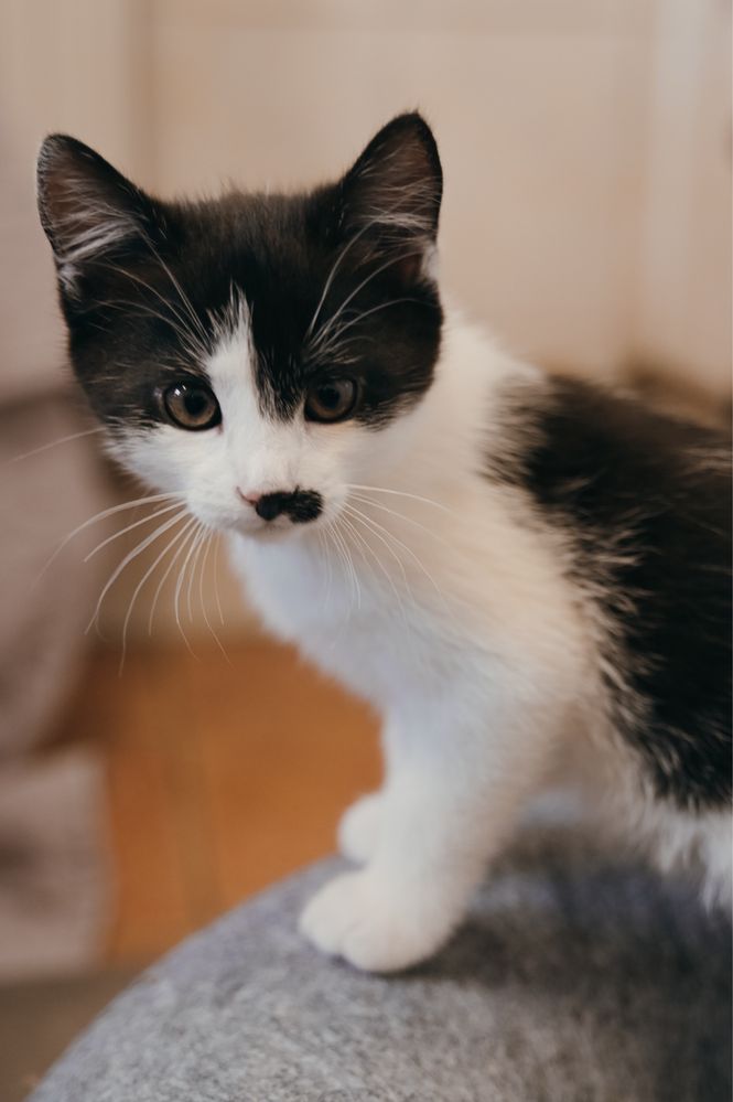 Towarzyska i urocza Charlotte do świadomej adopcji