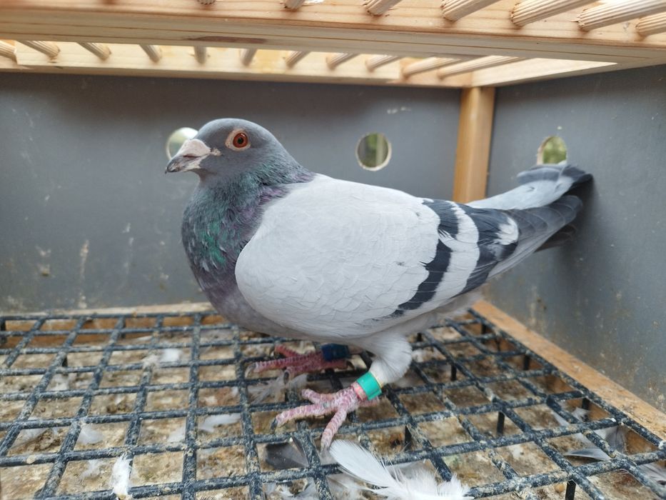 Gołębie pocztowe