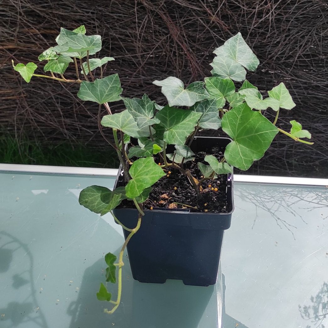 Pnącze zimozielone Bluszcz Hedera Helix