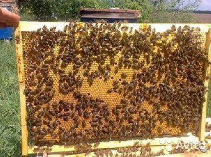 Продам Бджолопакети,пчелопакеты