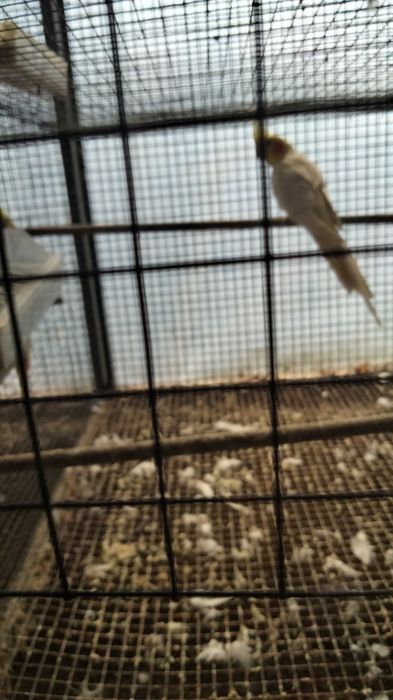 Agapornis e caturra machos por sexagem