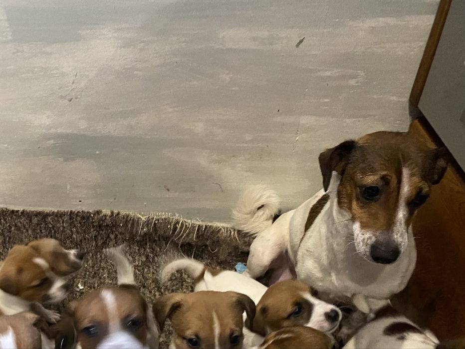 Sprzedam pieska rasy Jack Russell Terrier