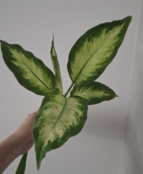 Діффенбахія,епіпремнум себі блу,філодендрон біркін,драцена