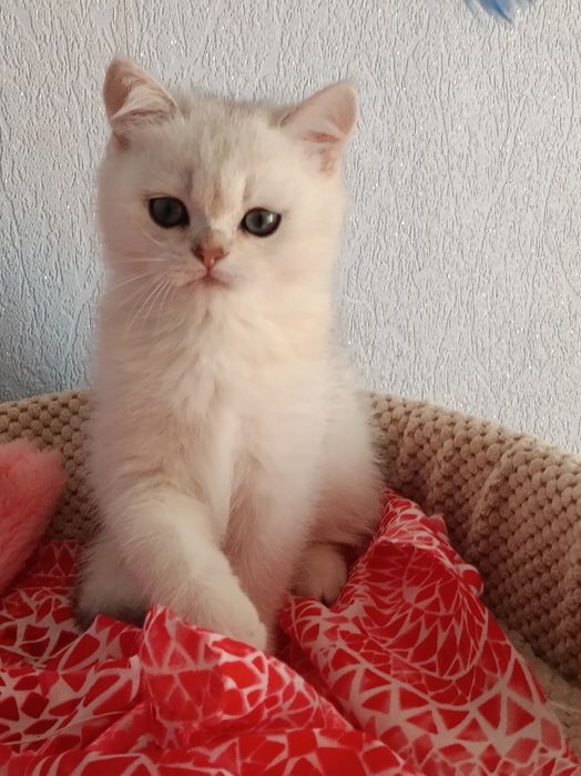 Кому таке пухнасте чудо