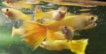 Guppy Micariff Yellow