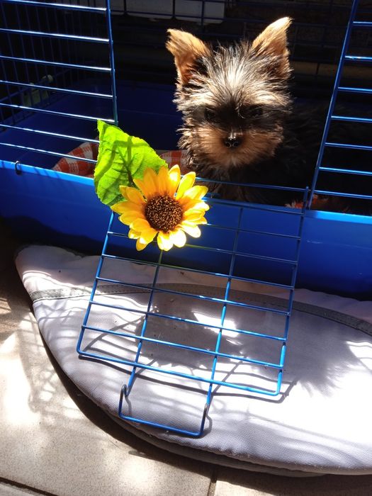 Совсем крошечный мальчишка породы Йоркширский терьер.3 месяца