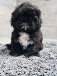 Shih tzu czarna suczka Mamba
