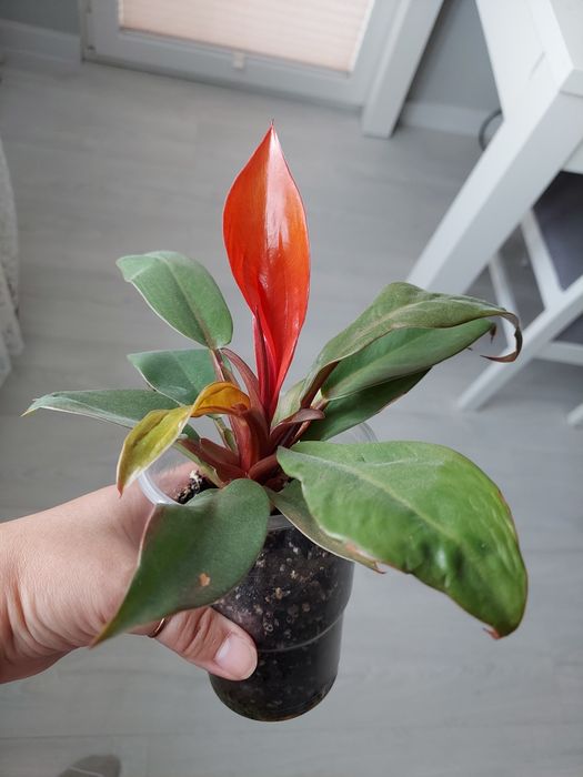 Philodendron Prince of orange