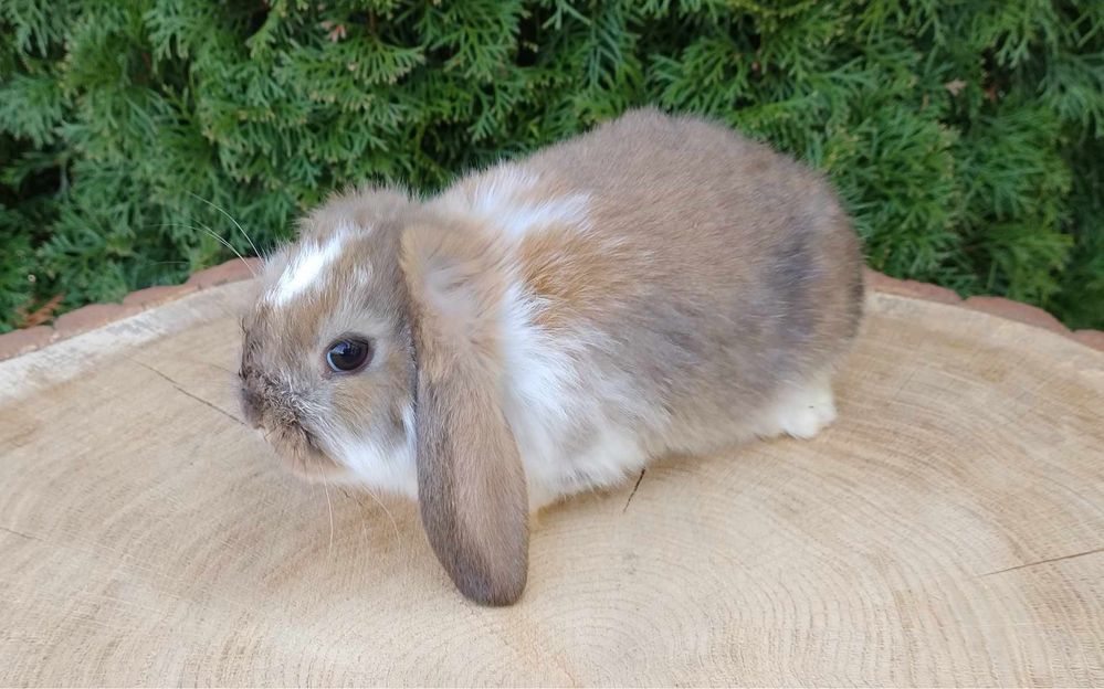 Mini lop króliczki baranki