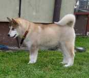 Szczenie Alaskan Malamute Zkwp