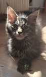 Kotka Maine Coon