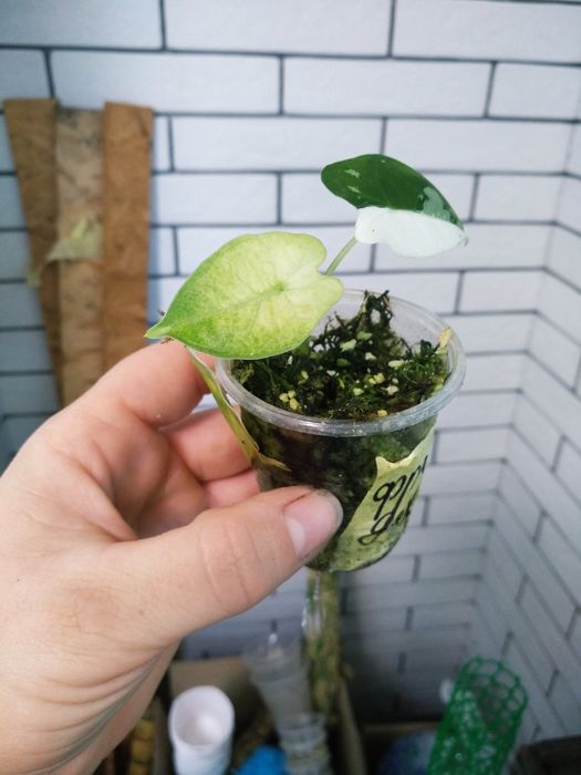 алоказія micholitziana mint, wentii, фрайдек вар, Міккі